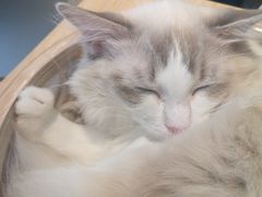 -飞行喵MR PILOT|猫舍·猫咖(静安大融城店)