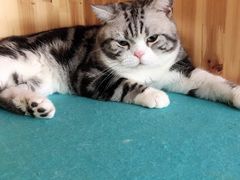 -猫在这儿猫咪咖啡馆·撸猫馆