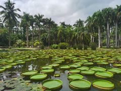 -中国科学院西双版纳热带植物园
