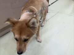 -瑞鹏宠物医院·宠保定点·心脏科·内科(御桥分院)