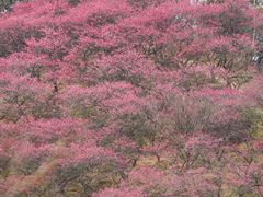 -新建村梅花