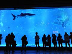 -烟台海昌鲸鲨海洋公园