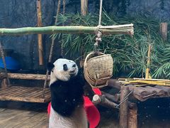 -深圳野生动物园