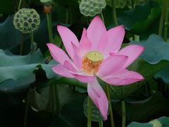 -池杉湖湿地公园