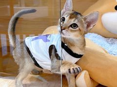 -momokira米努特·德文卷毛猫·棉花面纱犬