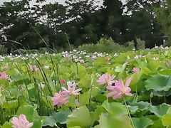 -梁鸿国家湿地公园