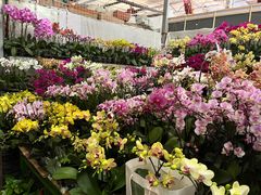 -朝来春花卉市场
