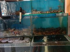 水产区-小郭私房菜·海肠捞饭店(学士街店)