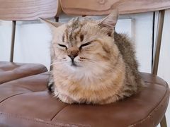-共舞时光猫咖·狗咖(新街口店)