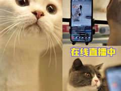 -lincat·猫舍(广州店)