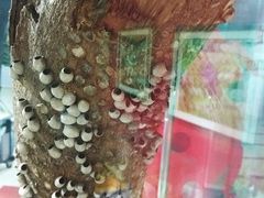 -上海昆虫博物馆