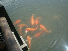 -西湖外事游船(花港观鱼码头)