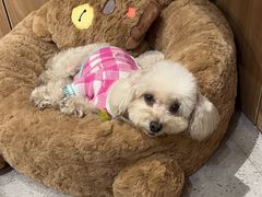-FAELING PETS美天灵宠物(富力广场店)