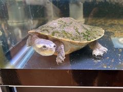 -灵龟之家百象馆(百象馆联合旗舰店)