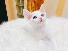 -70cat德文卷毛猫·缅因猫纯种猫舍