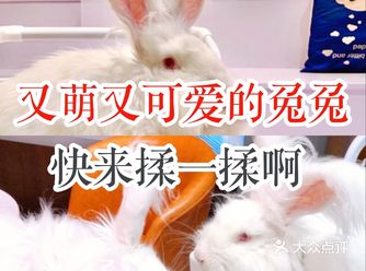 又萌又可爱的兔兔快来揉一揉啊