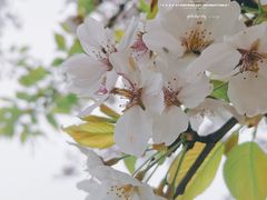 -上海滨江森林公园
