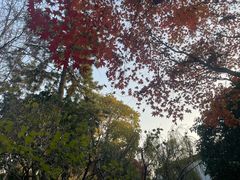 -秋霞圃