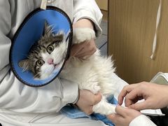 -贝利宠物医院·骨科·眼科·肿瘤转诊中心(南坪诊疗中心)