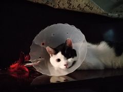 -佳怡动物医院·平价24小时·猫专科骨外科
