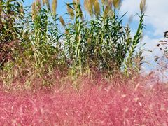 -昆山城市生态森林公园