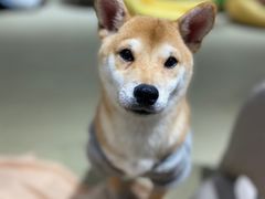 -逗柴咖啡屋·狗咖猫咖宠物桌游