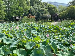 -金银湖国家城市湿地公园