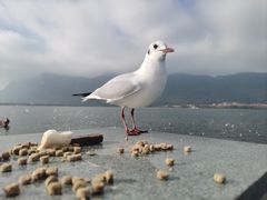 -海埂大坝