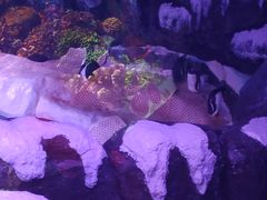 -暹罗海洋世界