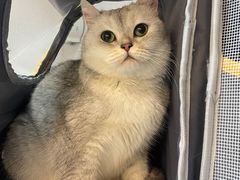 -御宝贝·A梦猫科宠物医院(国际猫友好医院)