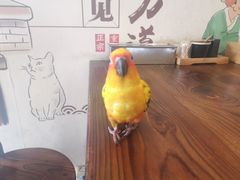 -胖涛小面卡塔店