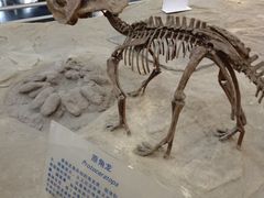 -国家自然博物馆