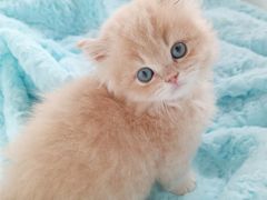 -麒麟缅因猫舍·十五年缅因猫选购中心