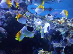 -海合安成都极地海洋公园