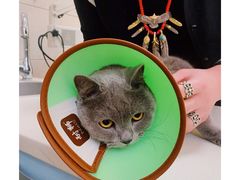 -瑞派天宁宠物医院·猫科·异宠中心