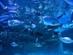 -海合安成都极地海洋公园