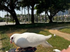 -顺峰山公园