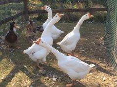 -前小桔亲子创意农场·草莓采摘·露营烧烤