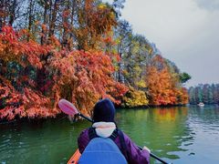 -上海海湾国家森林公园