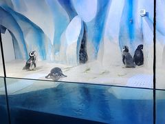 -皇家海洋乐园