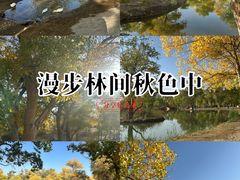-金塔沙漠胡杨林景区