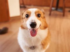 -有猫主题·治愈系猫咖(曾厝垵店)