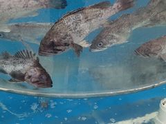-阿那亚第一食堂 Cafeteria 1