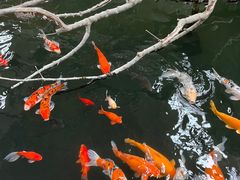 -南宫五洲植物乐园