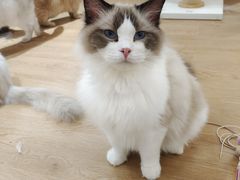 -1013 PET SHOP精品宠物商店(丁香店)