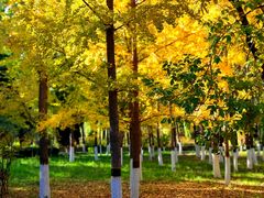 -大兴滨河森林公园