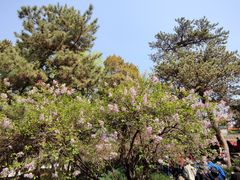 -普陀宗乘之庙(小布达拉宫)