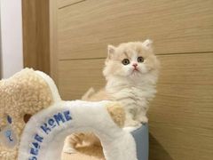 -猫十亿·布偶金渐层·曼基康矮脚猫舍(青年路店)