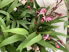 -龙大花卉苗木市场