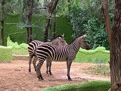 -北京野生动物园